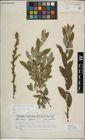 Foto von Salix myrsinifolia Salisb.